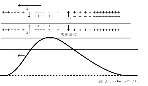 זEƏ`B